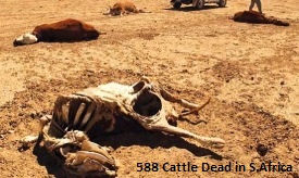 Dead Cows South Africa
