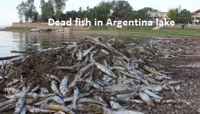 Dead Fish in San Roque