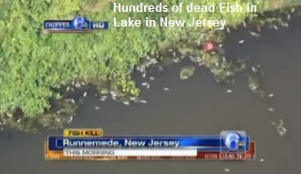 Fish Kill in Runnemede