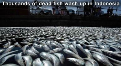 Dead Fish in Jembrana