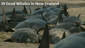 Dead Whales in New Zealand