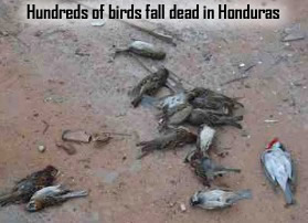 Dead birds in Honduras