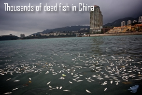 Dead fish in Lantau