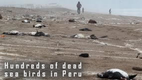 Dead Seagulls in Peru