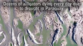 Dead Alligators Paraguay