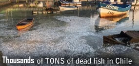 Dead fish in Chile