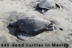 Dead turtles in Guerrero