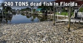 Dead Fish Manatee